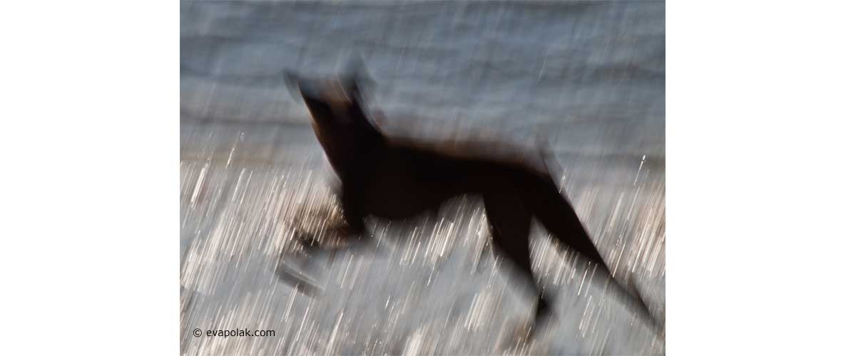 a runnig dog