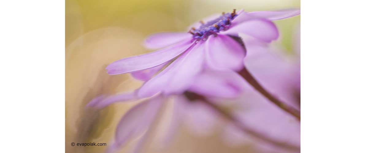 flower image created be selective focus technique