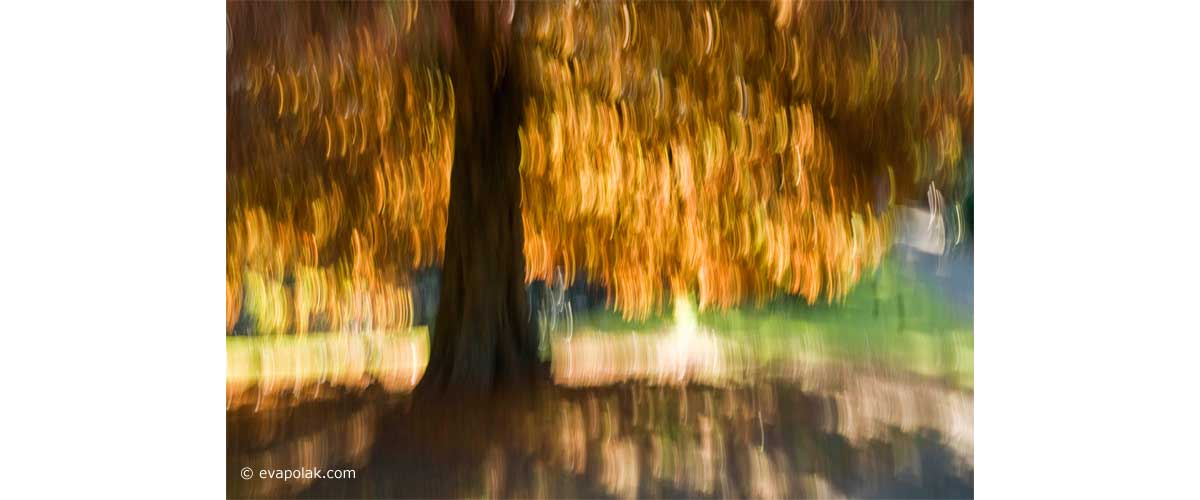 abstract image of a tree in autumn