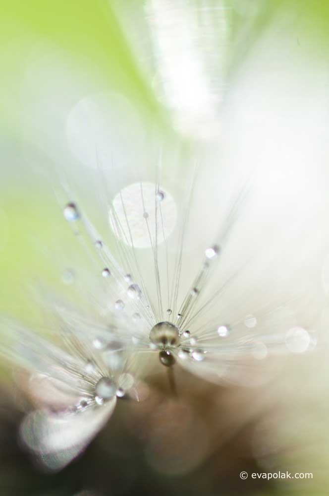dragonfly like dandelions