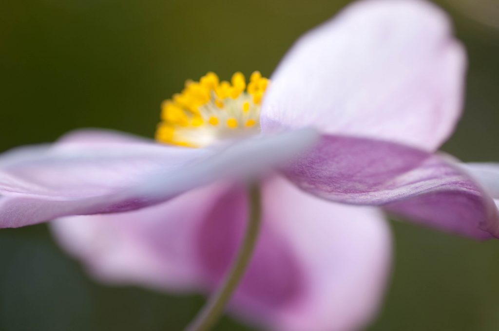 How to Create Expressive Flower Photographs