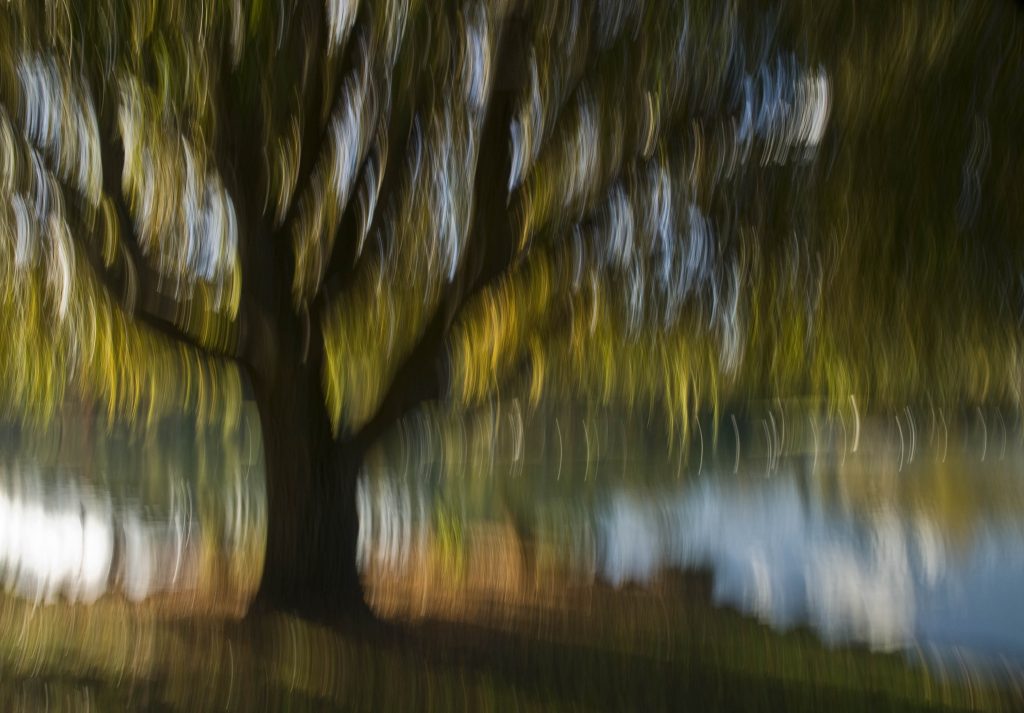 impressionist tree