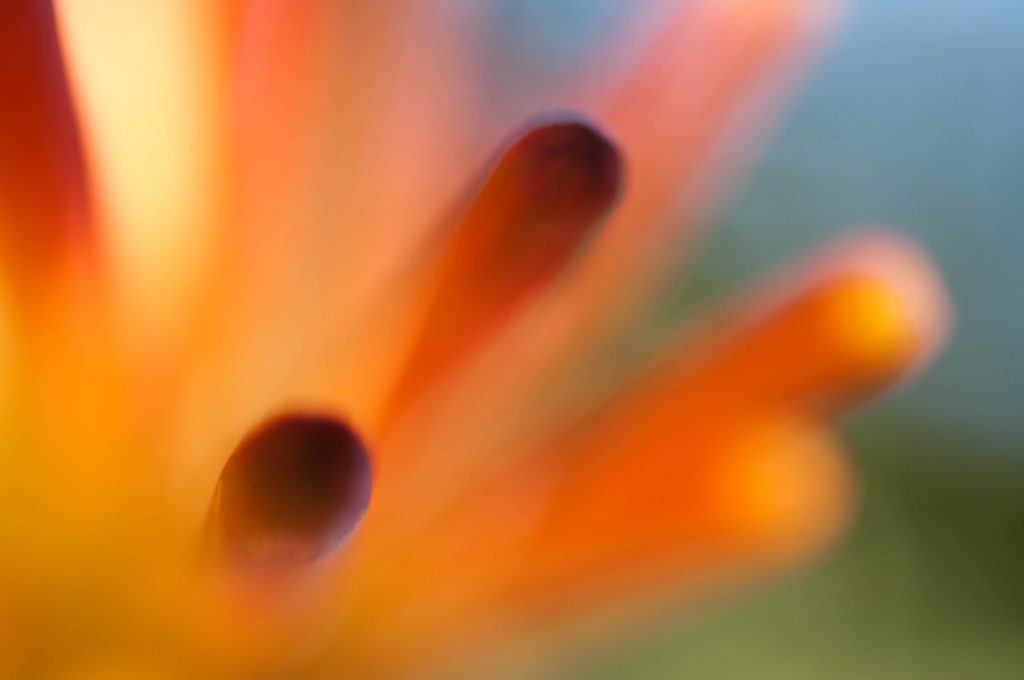 Eva Polak Red Fantasy