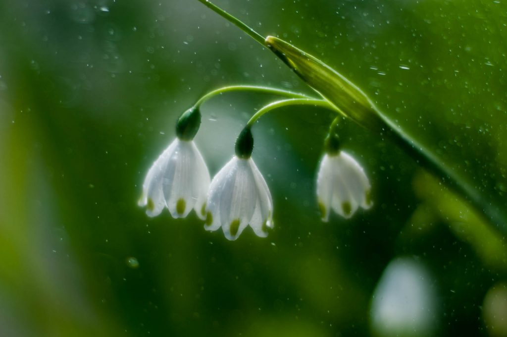 White flower by Eva polak