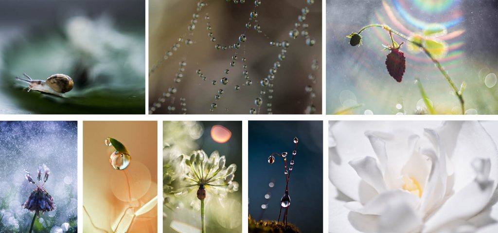 THE ART OF CREATIVE MACRO PHOTOGRAPHY
